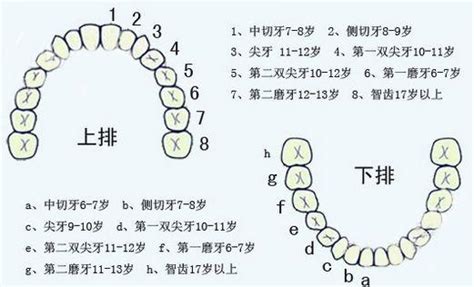 人有幾個牙齒